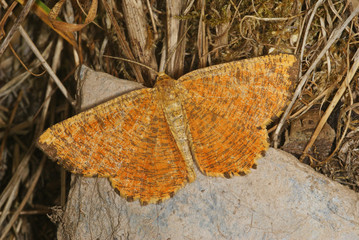 Angerona prunaria (LINNAEUS, 1758) Schlehenspanner 03.06.2011 DE, Traben-Trarbach, MoselSONY DSC