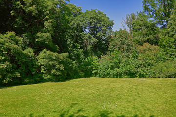 A small glade with trees and a green grass in the city summer park