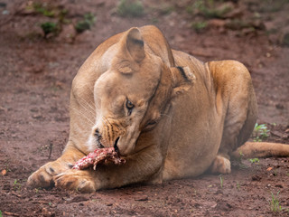 Lioness in Conservation Area, Eastern Africa