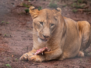 Fototapeta na wymiar Lioness in Conservation Area, Eastern Africa