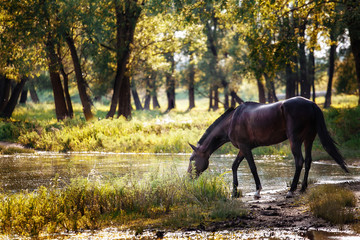 Brown horse drinking water in a lake