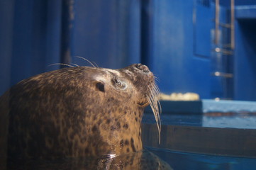 seal Aquarium Swimming Feeding show 