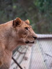 Lioness in Conservation Area, Eastern Africa
