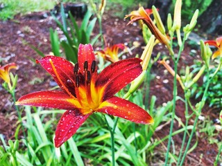 Orange daylily (Hemerocallis fulva) blooming in the garden, Spring in GA USA.