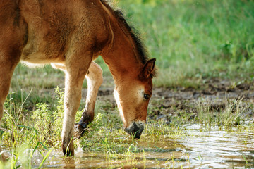 Fototapeta premium Horse at the watering a small lake at the summer time
