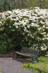 sitzbank vor weissem rhododendronstrauch