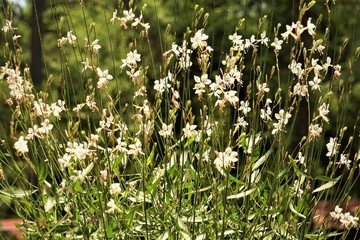 Fototapeta premium White flower of Gaura lindheimeri or Whirling Butterflies on garden background, Spring in Georgia USA.
