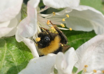 Bumblebee in Apple flower close-up.