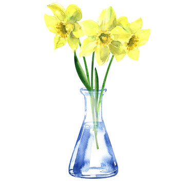 Bouquet of yellow narcissus with green leaves in a glass vase or bottle, fresh daffodil flower isolated, hand drawn watercolor illustration on white background