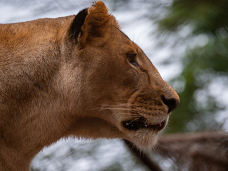 Lioness in Conservation Area, Eastern Africa