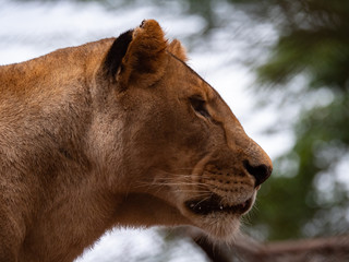 Lioness in Conservation Area, Eastern Africa