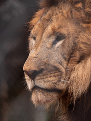 Male Lion in Conservation Area, Eastern Africa