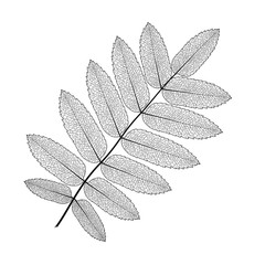 Leaf isolated. Vector illustration. EPS 10