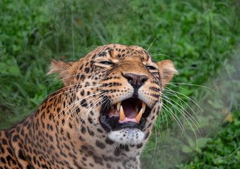 Leopard in Conservation Area, Eastern Africa 