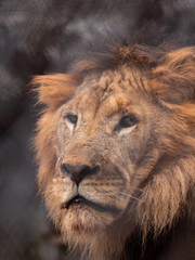 Male Lion in Conservation Area, Eastern Africa