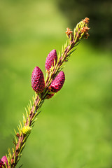 branch,needles,spring,garden,decorative pine,cones,growth of branches,flowering pine,day,sunny,background,close-up,nature,closeup,butterfly,green,beautiful,macro,colorful,plant,beauty,insect,natural,s