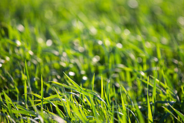 Green bright grass on a summer sunny day. Fresh greens. Summer background