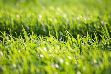 Green bright grass on a summer sunny day. Fresh greens. Summer background