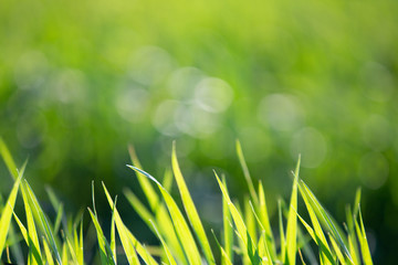 Green bright grass on a summer sunny day. Fresh greens. Summer background, bokeh