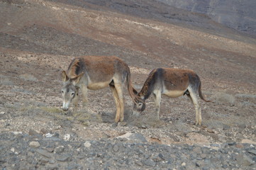 Romantic Couple Of Donkeys Eating In The Desert In Punta Jandia. July 3, 2013. Punta Jandia, Pajara, Fuerteventura, Canary Islands, Spain, Europe. Landscapes, Nature.