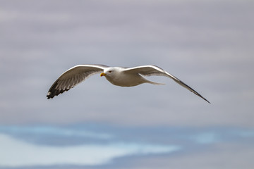 seagull in flight