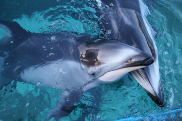 Fototapeta premium Aquarium Swimming Dolphin Underwater Blue