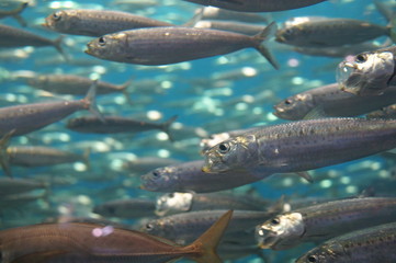 Sea sardine Flock Horde Swimming