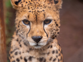 Cheetah in Conservation Area, Eastern Africa