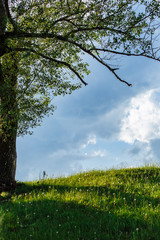 Fototapeta premium Spring meadow with big tree with fresh green leaves