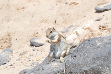 Obraz premium Preppy Squirrel Of Australian Origin Eating A Peanut In Costa Calma. July 3, 2013. Costa Calma, Fuerteventura, Canary Islands, Spain, Europe. Landscapes, Nature.