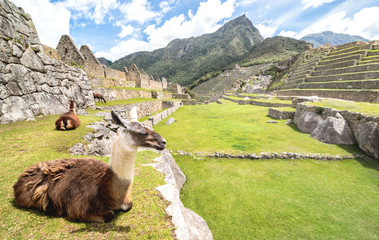 Brown and white lama resting on green meadow at Machu Picchu archaeological ruins site in Peru - Exclusive travel destination and natural wonder in peruvian world famous lost city - obrazy, fototapety, plakaty