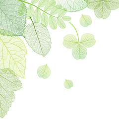 Beautiful background with green leaves . Vector illustration. EPS 10