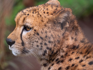 Cheetah in Conservation Area, Eastern Africa