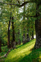 Fototapeta premium Sunlight in the green forest, spring time