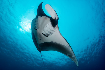 Oceanic manta ray flying around a cleaning station in cristal blue water - obrazy, fototapety, plakaty