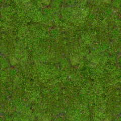 The forest soil underfoot is covered with green moss .Texture or background