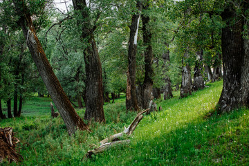 Obraz premium Sunlight in the green forest, spring time