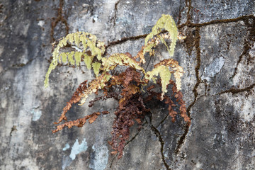 wild plants grow in weathered wall in abandoned house photo vintage aged