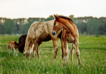 Naklejka na ściany i meble young foal standing in a blooming field of yellow wild flowers