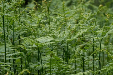 new green fern rising from the ground