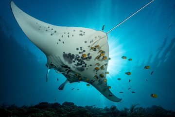 Black and white reef manta ray flying around a cleaning station in cristal blue water