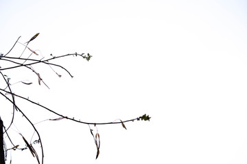 dried plants silhouette photo good for quote background white isolated