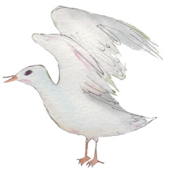 Gull. Bright and beautiful bird that amazes everyone with its clear voice and melodic singing. Watercolor hand drawn illustration