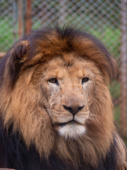 Fototapeta na wymiar Male Lion in Conservation Area, Eastern Africa