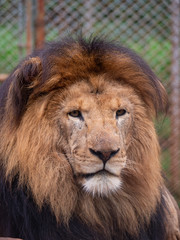 Male Lion in Conservation Area, Eastern Africa