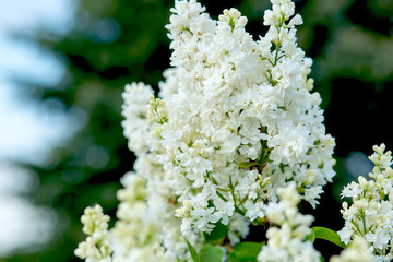 flowering branches of lilac in the spring garden