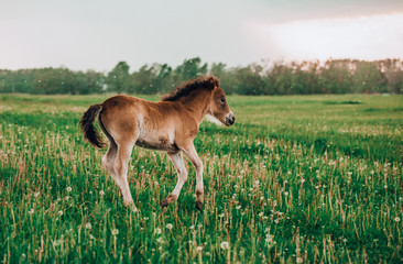 Fototapeta na wymiar Foal shetland pony in a green meadow