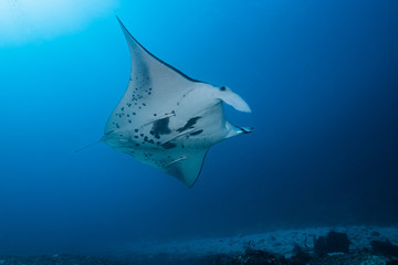 Black and white reef manta ray flying around a cleaning station in cristal blue water