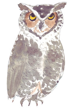 Owl. Bright and beautiful bird that amazes everyone with its clear voice and melodic singing. Watercolor hand drawn illustration