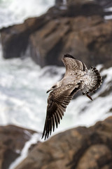 seagull in flight